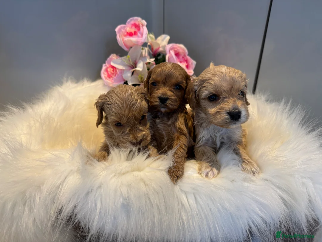 Cockapoo dogs for sale: 🐶❤️ Exceptional F1 Cockapoos ❤️🐶 - Advert 2