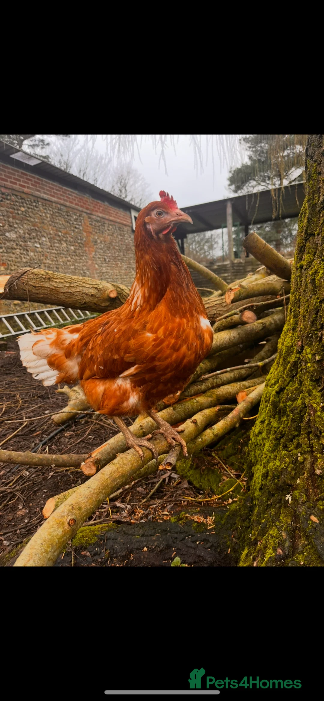 Chickens poultry for sale: Warren hens  - Advert 1