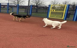 White Swiss Shepherd dogs for sale: 12 month White Swiss Shepherd  - Image 3