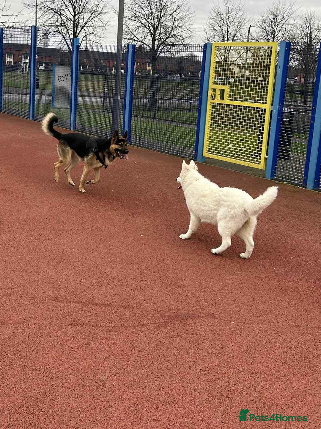 White Swiss Shepherd dogs for sale: 12 month White Swiss Shepherd  - Image 3