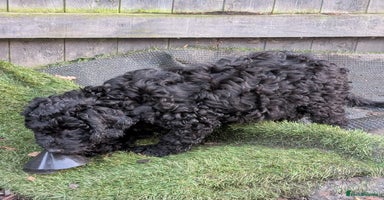 Australian Labradoodle dogs Ready Now F1B Miniature Australian Labradoodles - Advert 7