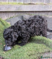 Australian Labradoodle dogs Ready Now F1B Miniature Australian Labradoodles - Advert 7