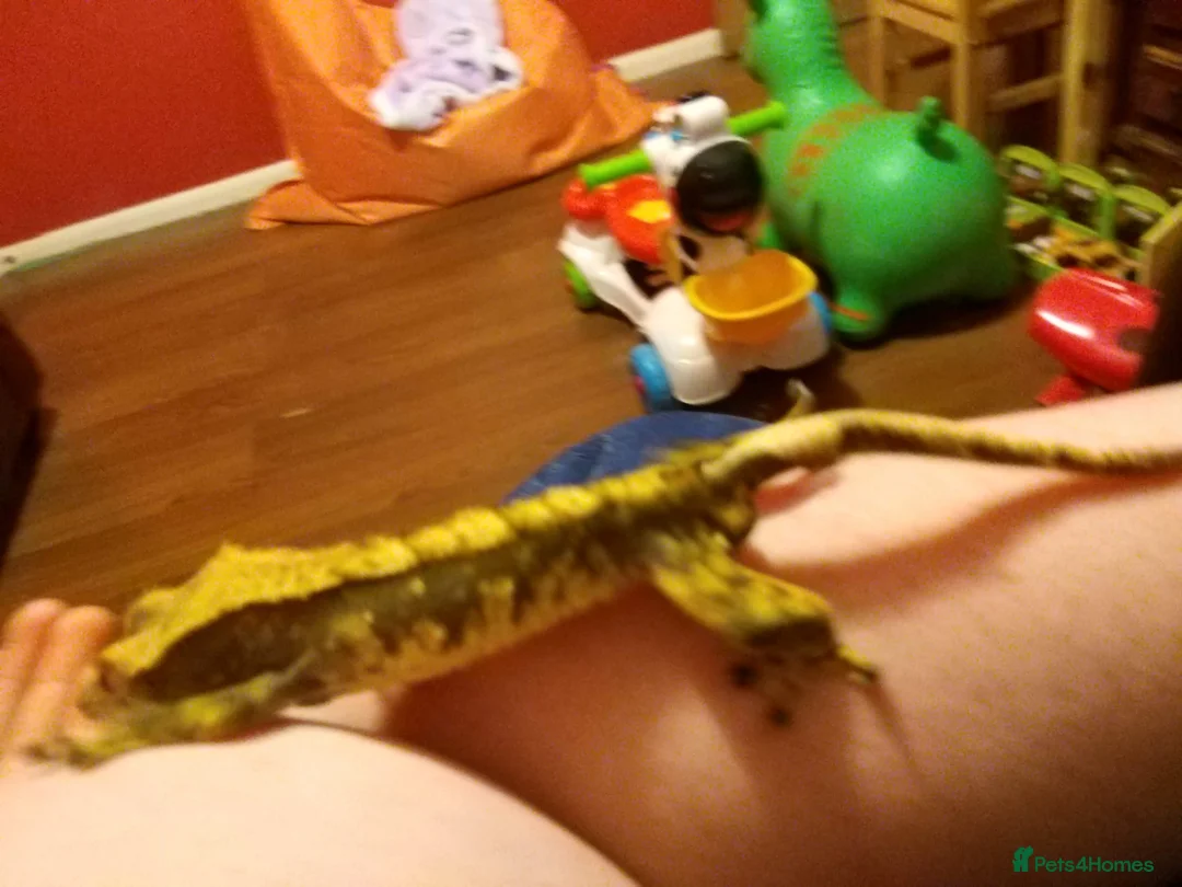 Gecko reptiles for sale: Crested gecko male  - Advert 2