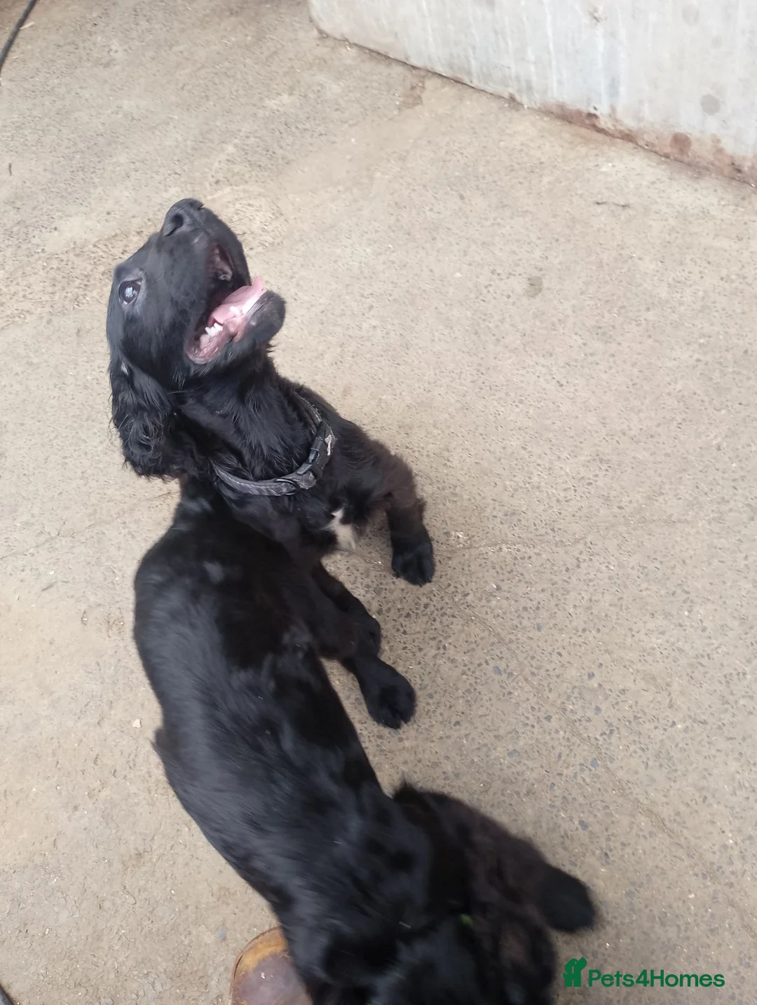 Mixed Breed dogs for sale:  cocker, flat coat X mix puppies  - Advert 2