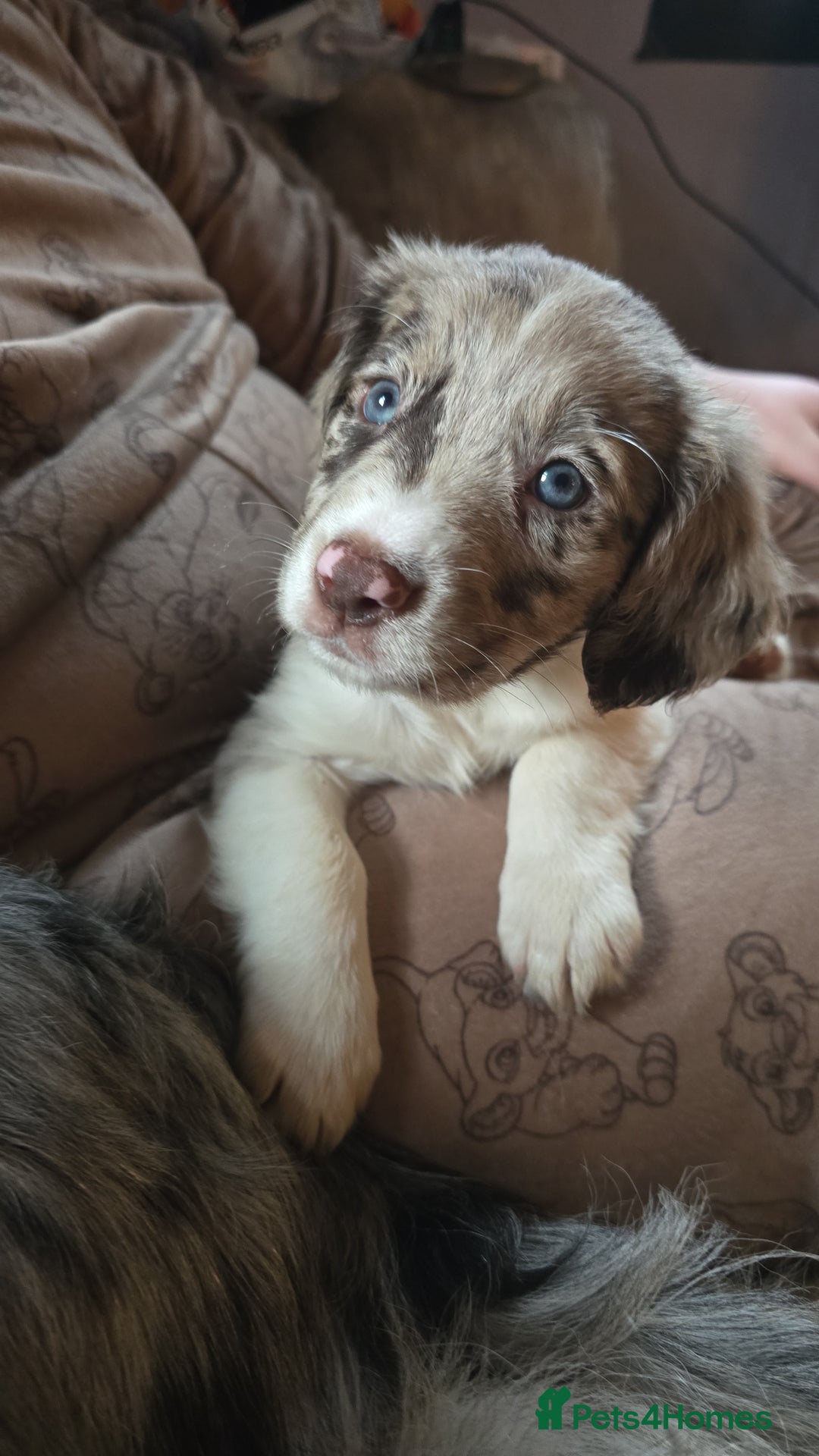 Mixed Breed dogs for sale: Beautifull sprollie pups - Advert 8