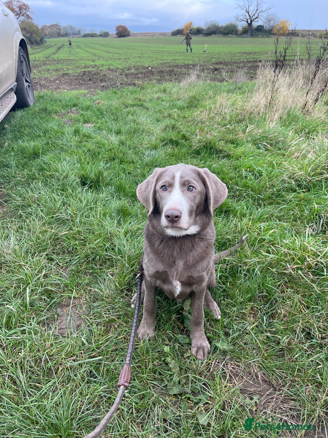 Labrador Retriever dogs for sale: Stunning Pure Pedigree silver labrador puppies  - Image 12