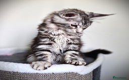 Maine Coon cats for sale: STUNNING XL PEDIGREE MAINE COON KITTENS  - Image 31