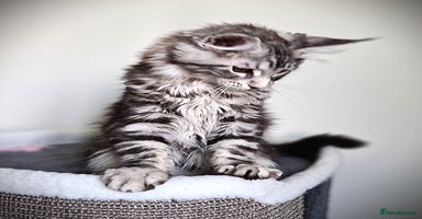 Maine Coon cats - Advert 10