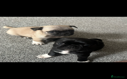 Pug dogs for sale: READY 19/09/25 Boys x2 Pugs - Image 2