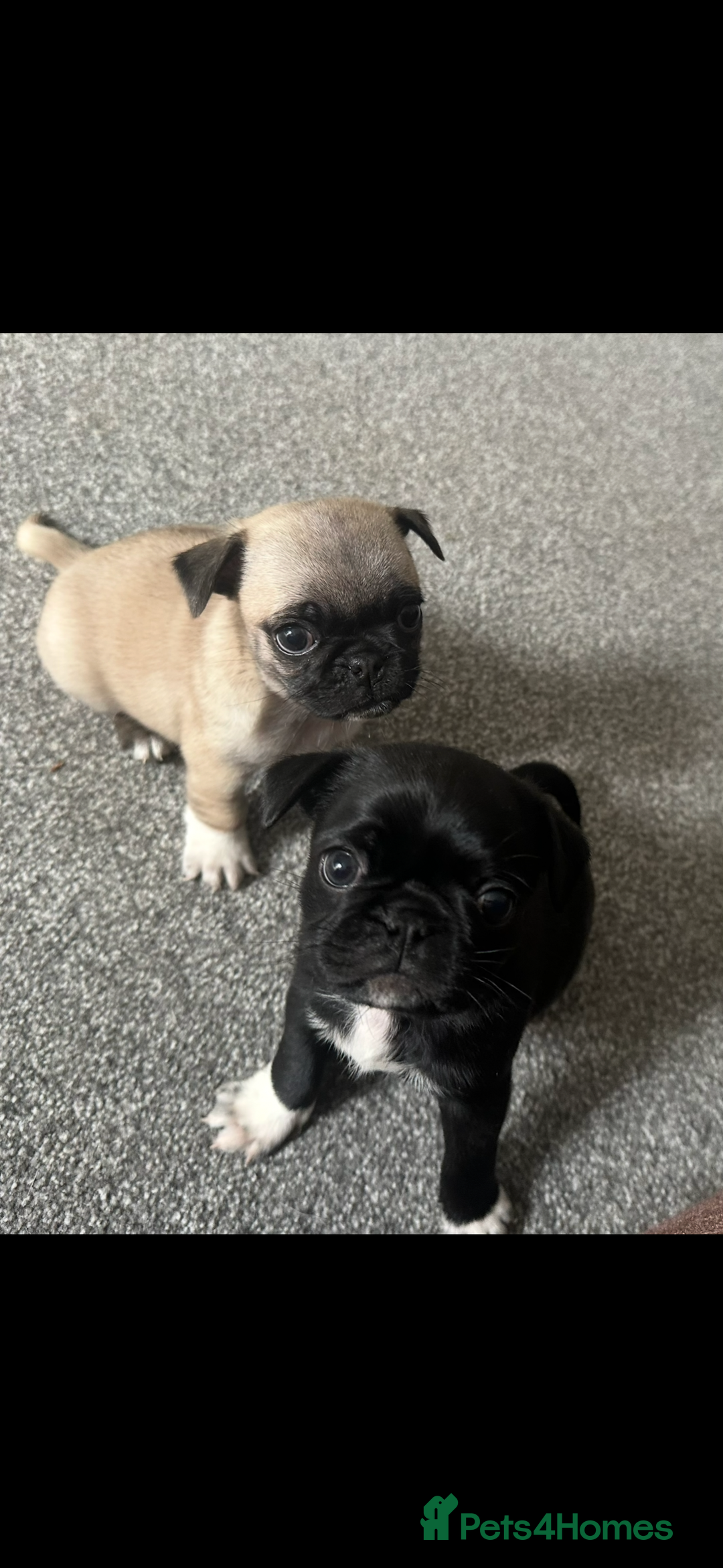 Pug dogs for sale: READY 19/09/25 Boys x2 Pugs - Image 2