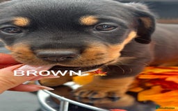 Mixed Breed dogs for sale: Rare hybrid Rottweiler x dachshund pups - Advert 3