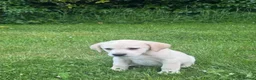 Labrador Retriever dogs for sale: Golden Labrador Puppies - Advert 13
