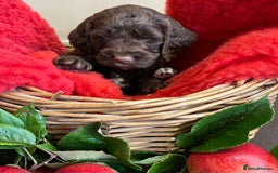 Sproodle dogs for sale: The apple of my eye - Image 12
