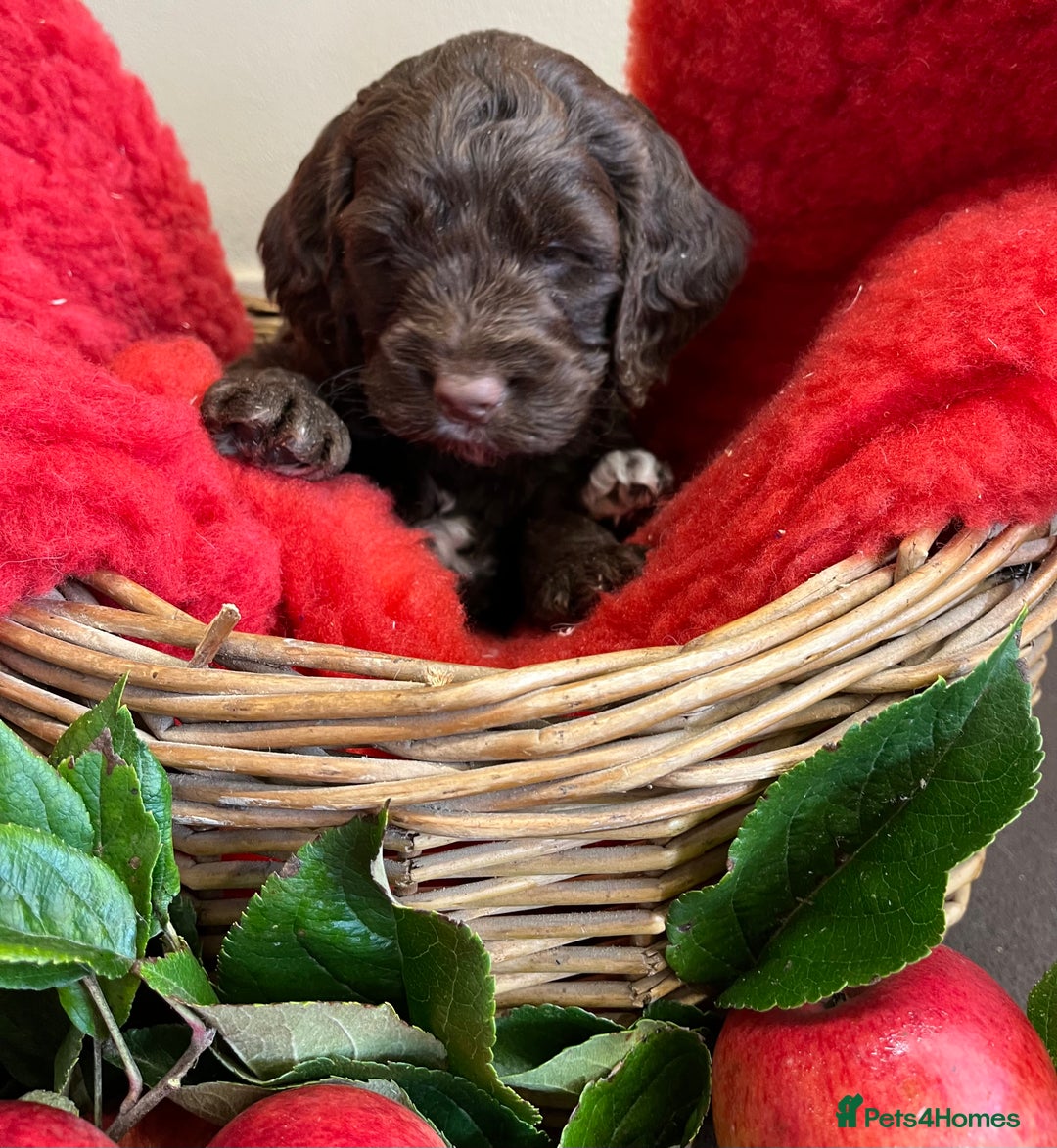 Sproodle dogs for sale: The apple of my eye - Image 12