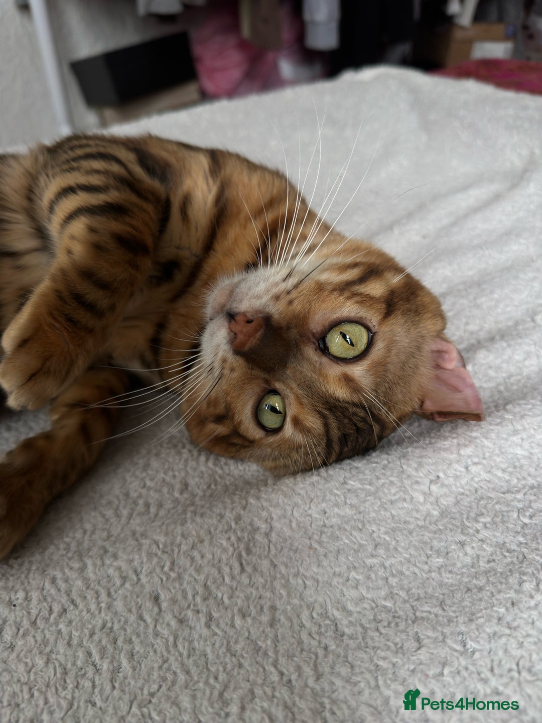 Bengal cats for stud: Bengal Stud Available🌟 - Advert 7