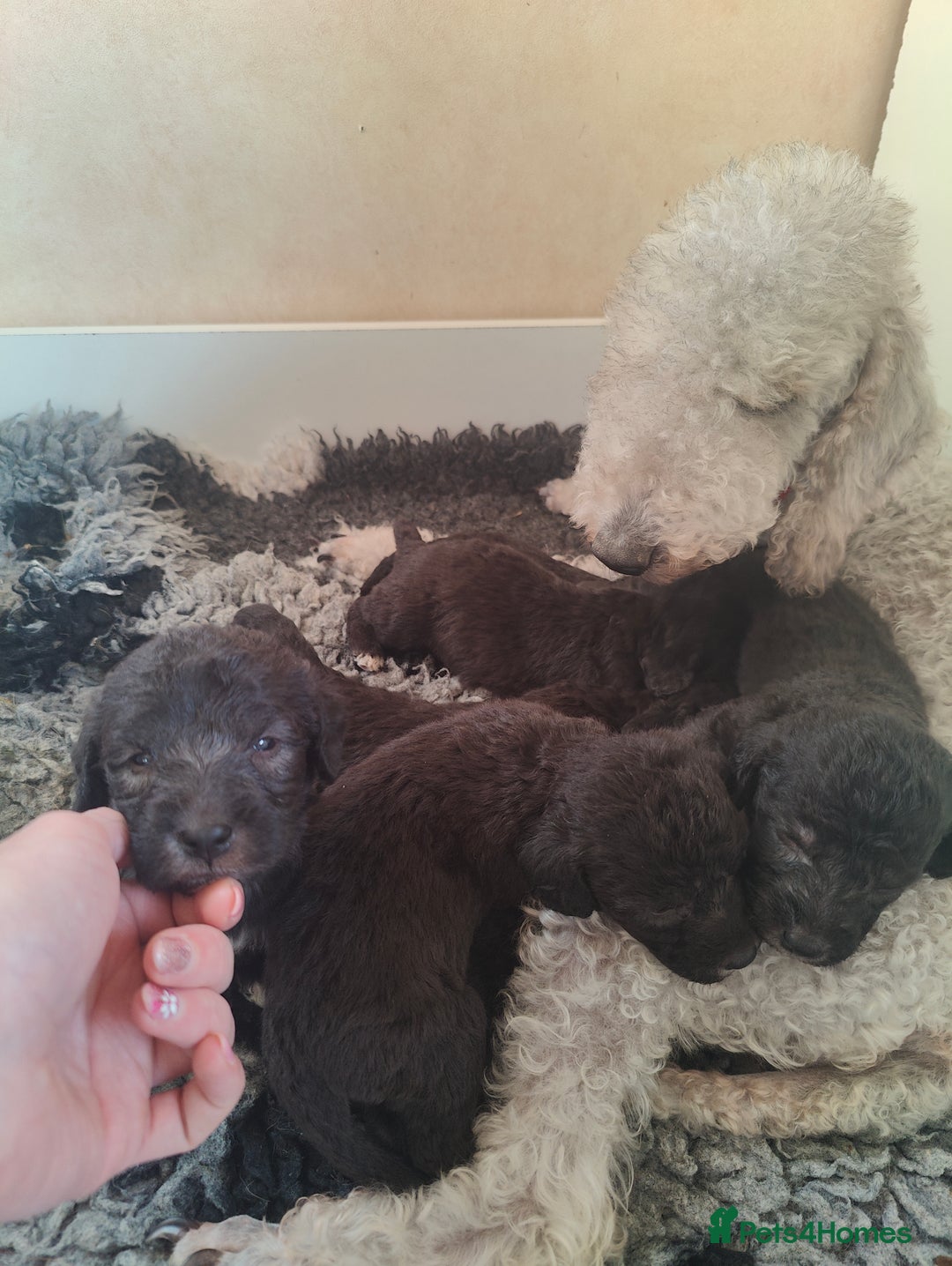 Bedlington Terrier dogs for sale: Champion Sired KC Reg Bedlington Terrier Puppies  - Advert 16
