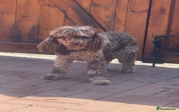 Toy Poodle dogs for stud: Chocolate Merle Toy Poodle at stud  - Image 5