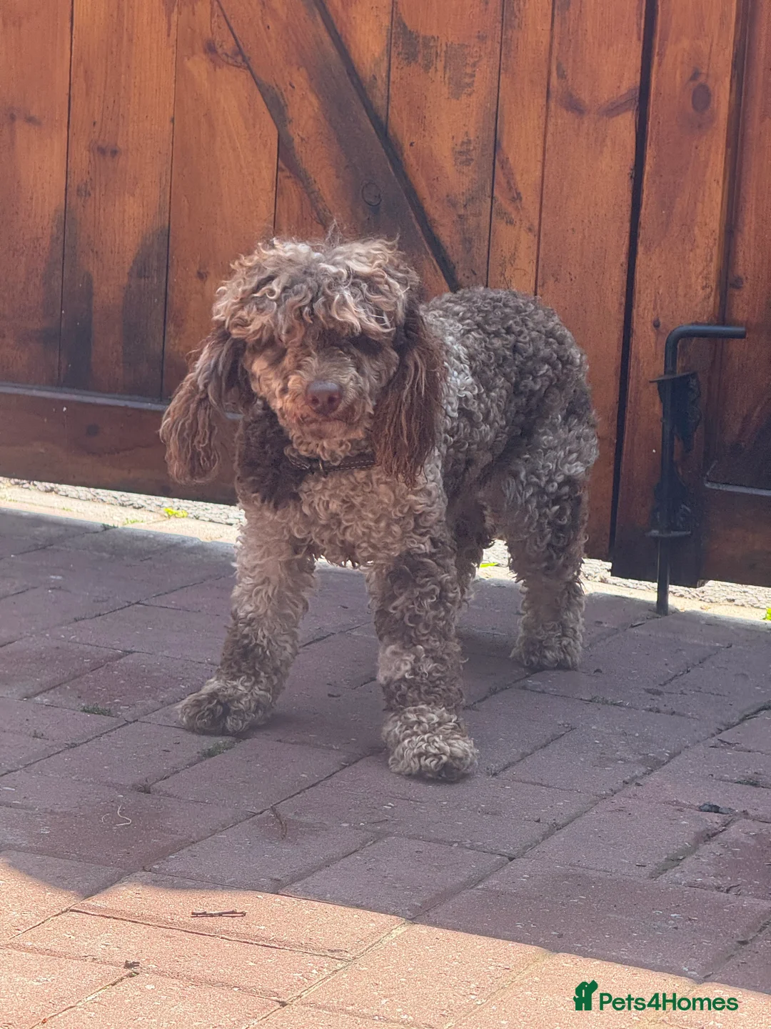 Toy Poodle dogs for stud: Chocolate Merle Toy tri gene stud  - Advert 5