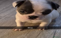 Mixed Breed dogs for sale: Frenchie X Alapaha  - Image 12
