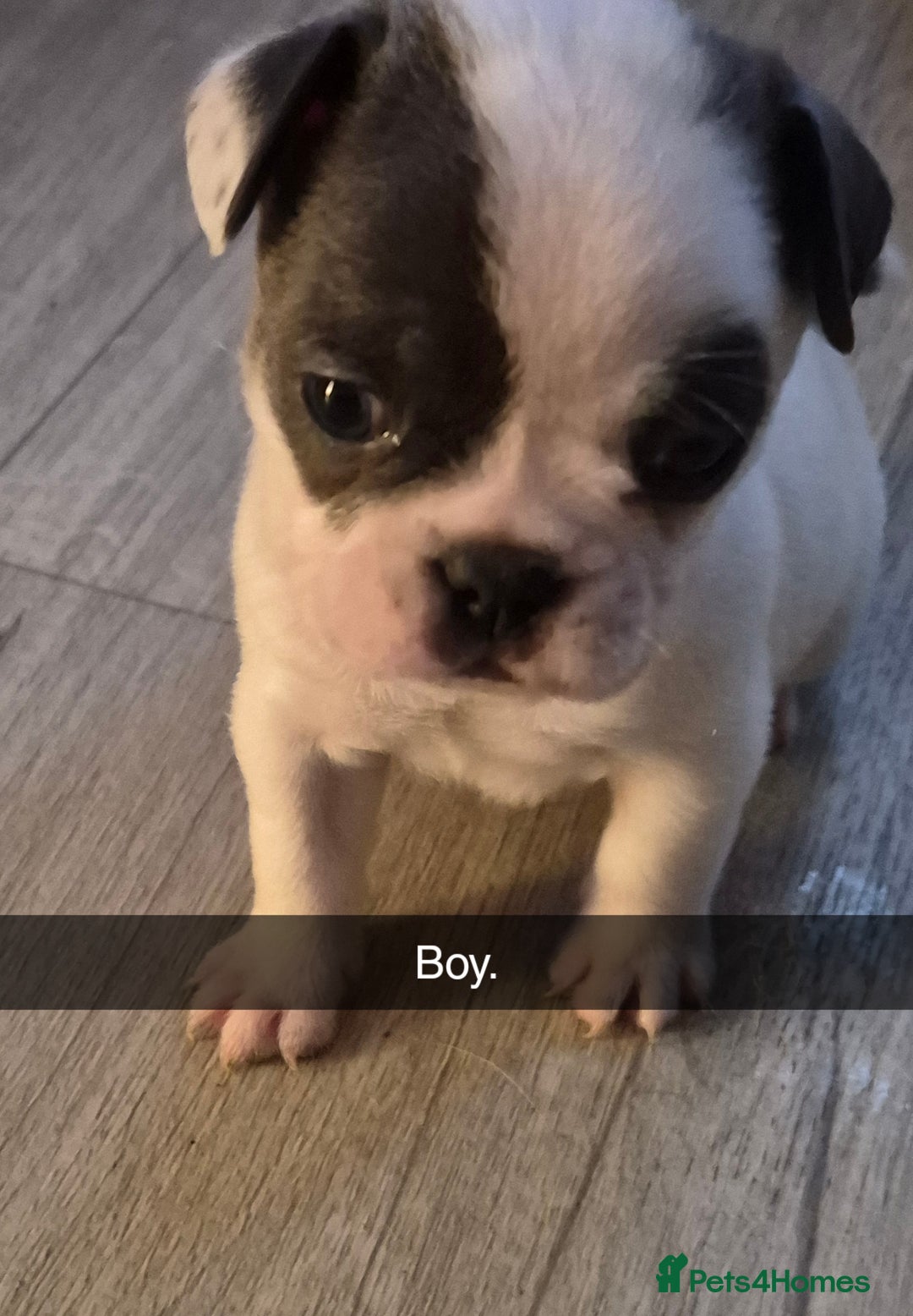 Mixed Breed dogs for sale: Frenchie X Alapaha  - Image 12