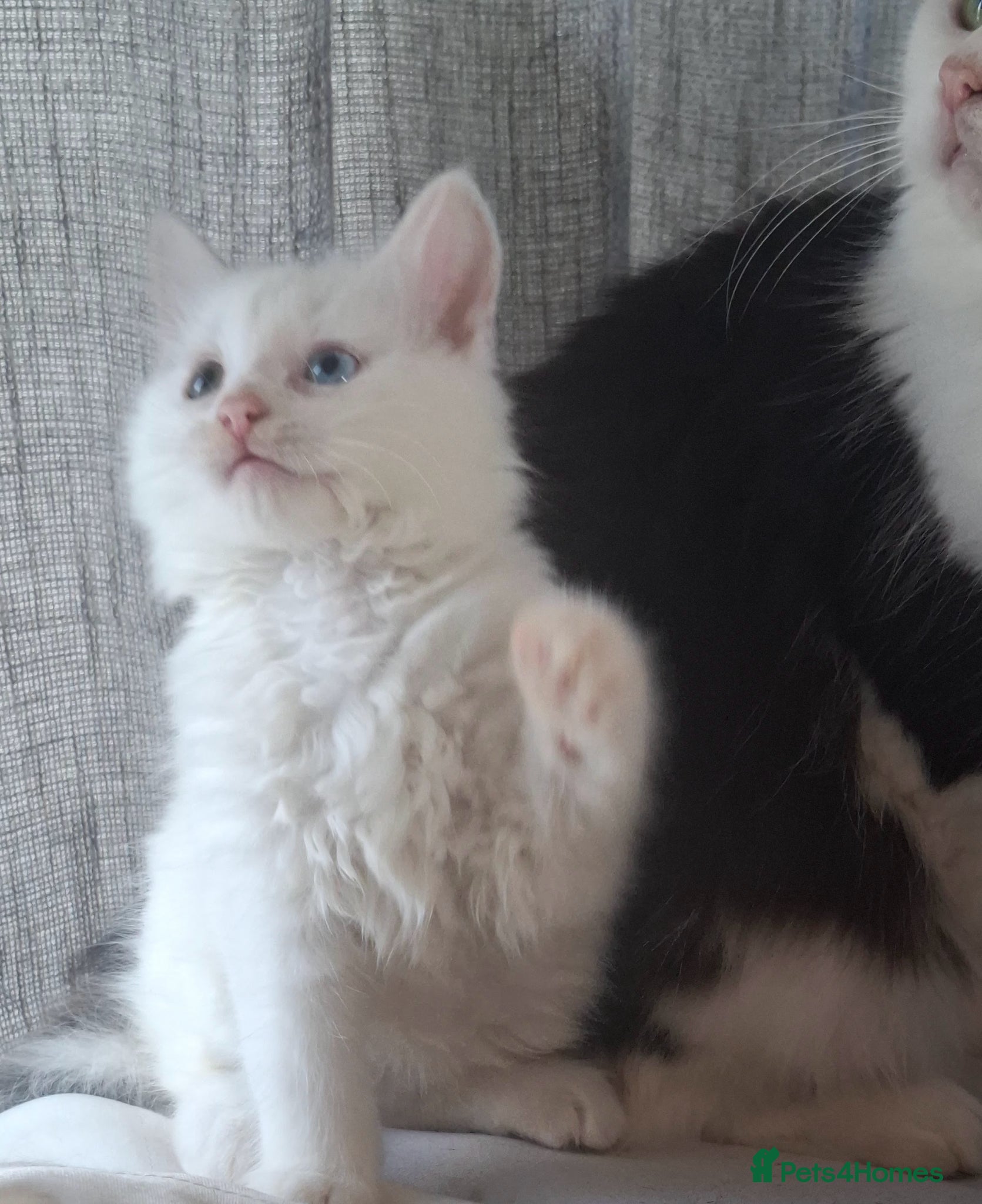 British Longhair cats THE FLUFFY DUO: Rare British Longhair Sisters - Advert 4