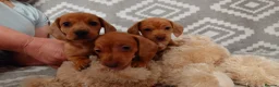 Miniature Dachshund dogs for sale: Beautiful Miniature Puppy Dachsung  - Advert 7