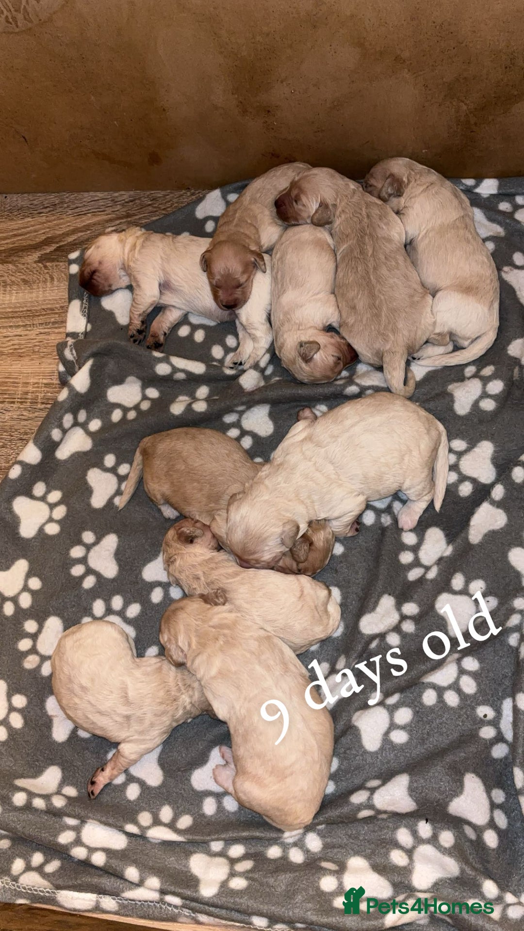 Mini Goldendoodle dogs for sale: 10 beautiful Miniature F1 GoldenDoodle puppies - Advert 27
