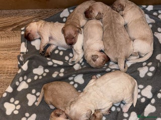 Mini Goldendoodle dogs - Advert 2