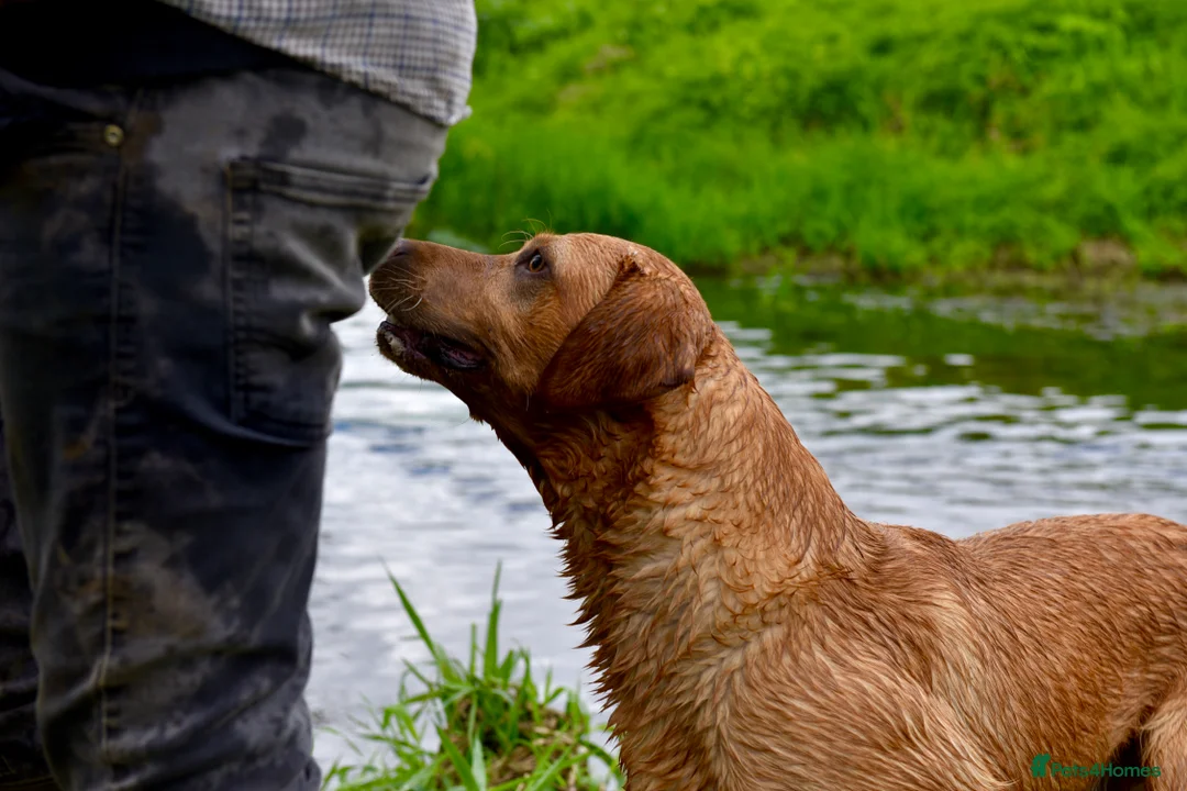 Labrador Retriever dogs for sale: Beautiful Deep Red KC Reg Labradors 5* Breeder - Advert 10