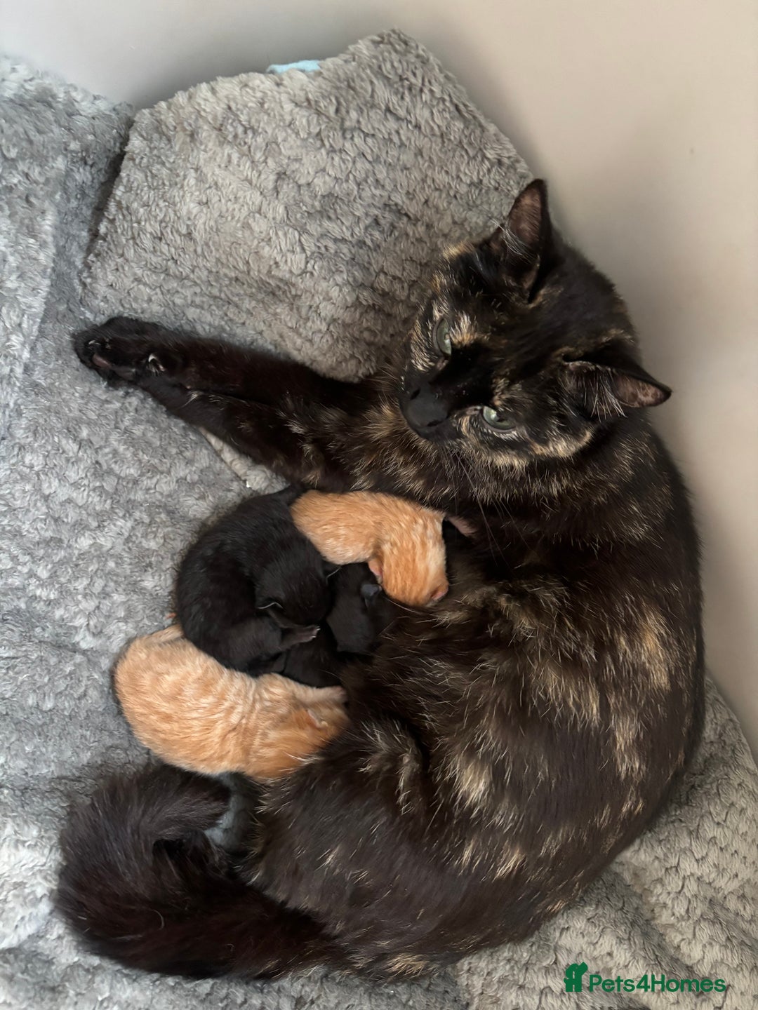 Domestic Shorthair cats for sale: Beautiful tortoiseshell kitten - Image 3