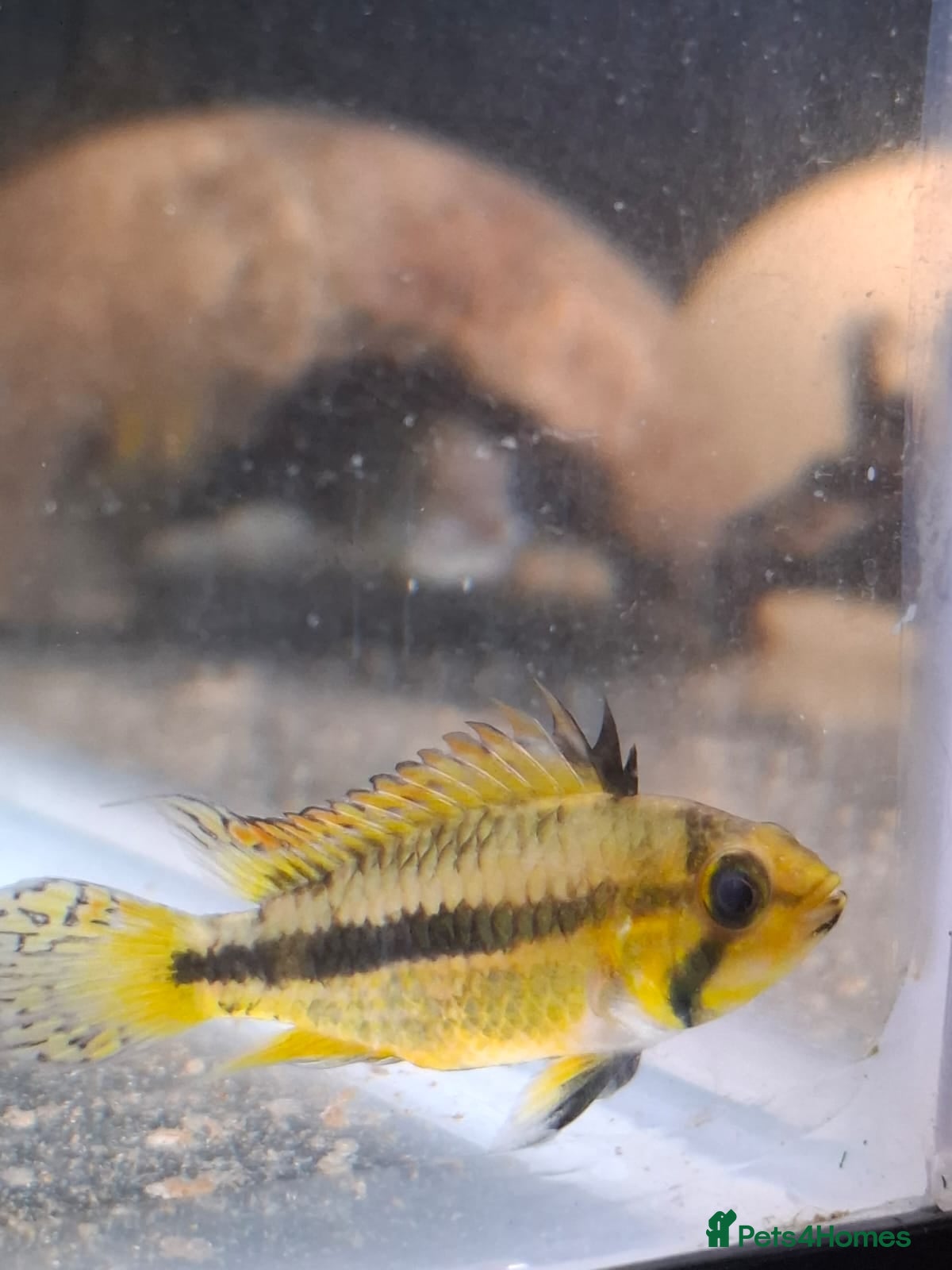 Other/Mixed Breed fish Mixture of all different types of fish i have. - Advert 2