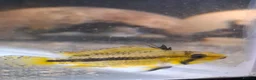 Other/Mixed Breed fish for sale: Mixture of all different types of fish i have. - Advert 2