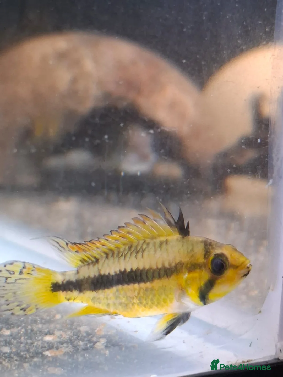 Other/Mixed Breed fish for sale: Mixture of all different types of fish i have. - Advert 2