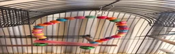Lovebirds birds for sale: 2 lovebirds and a budgie looking for a loving home in Dewsbury - Advert 9