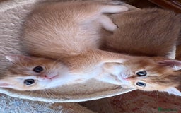 British Shorthair cats for sale: 3 Lovely Golden BSH males - Image 5