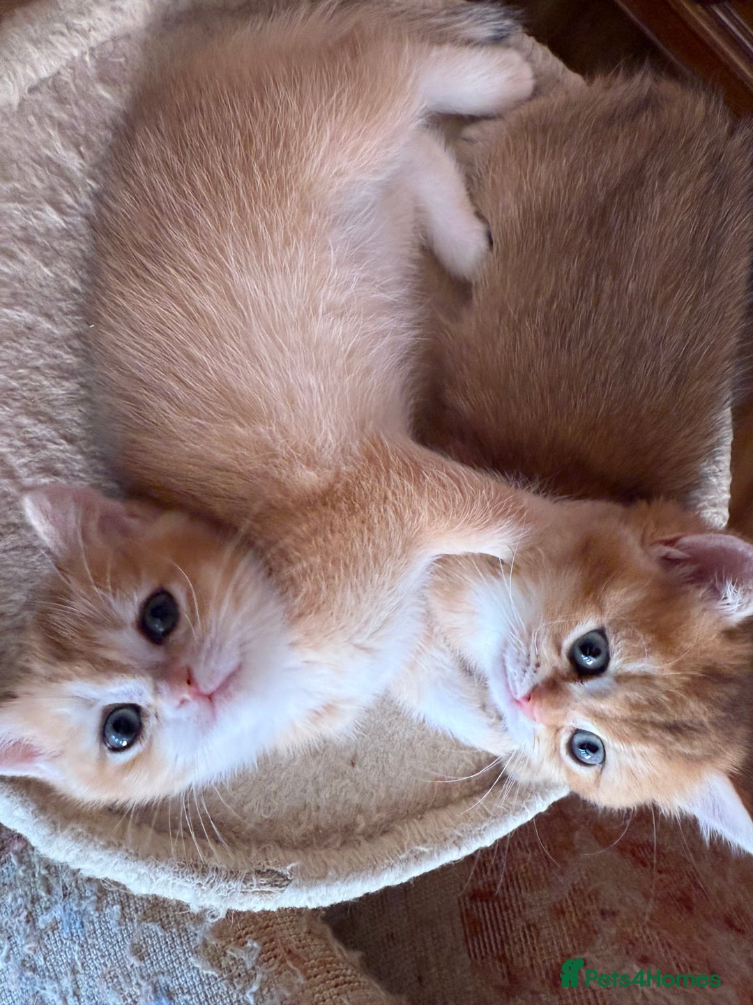 British Shorthair cats for sale: 3 Lovely Golden BSH males - Image 5
