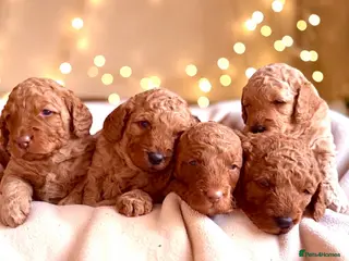 Cockapoo dogs Extensively DNA Heath checked cockapoo puppies - Advert 15