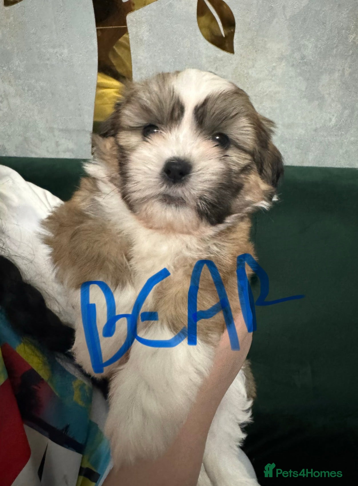 Shih Tzu dogs Beautiful Shih Tzu puppies  - Advert 1