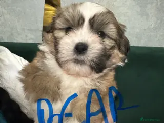 Shih Tzu dogs Beautiful Shih Tzu puppies - Advert 1