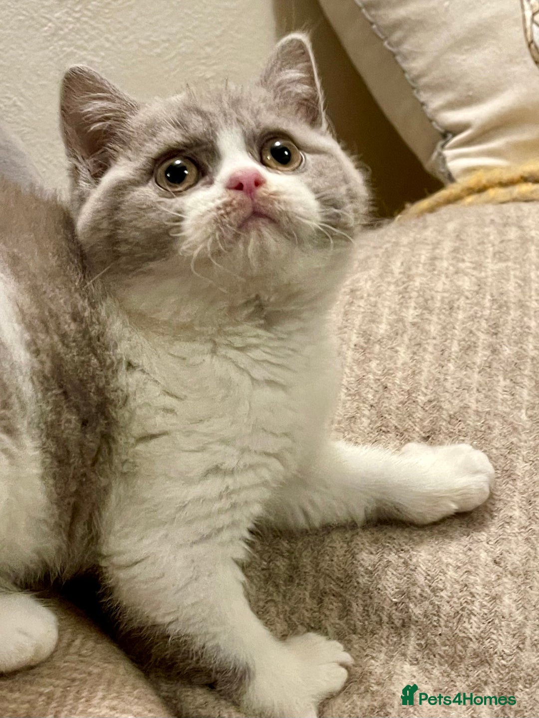British Shorthair cats for sale: Champion Sired Female BSH - Advert 15