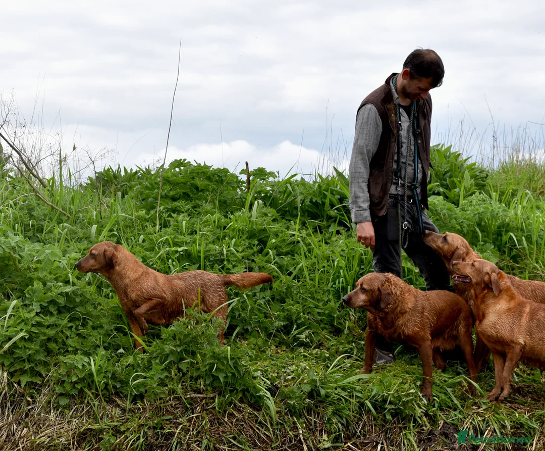 Labrador Retriever dogs for sale: Deep Red Quality Labrador Puppies - Advert 10