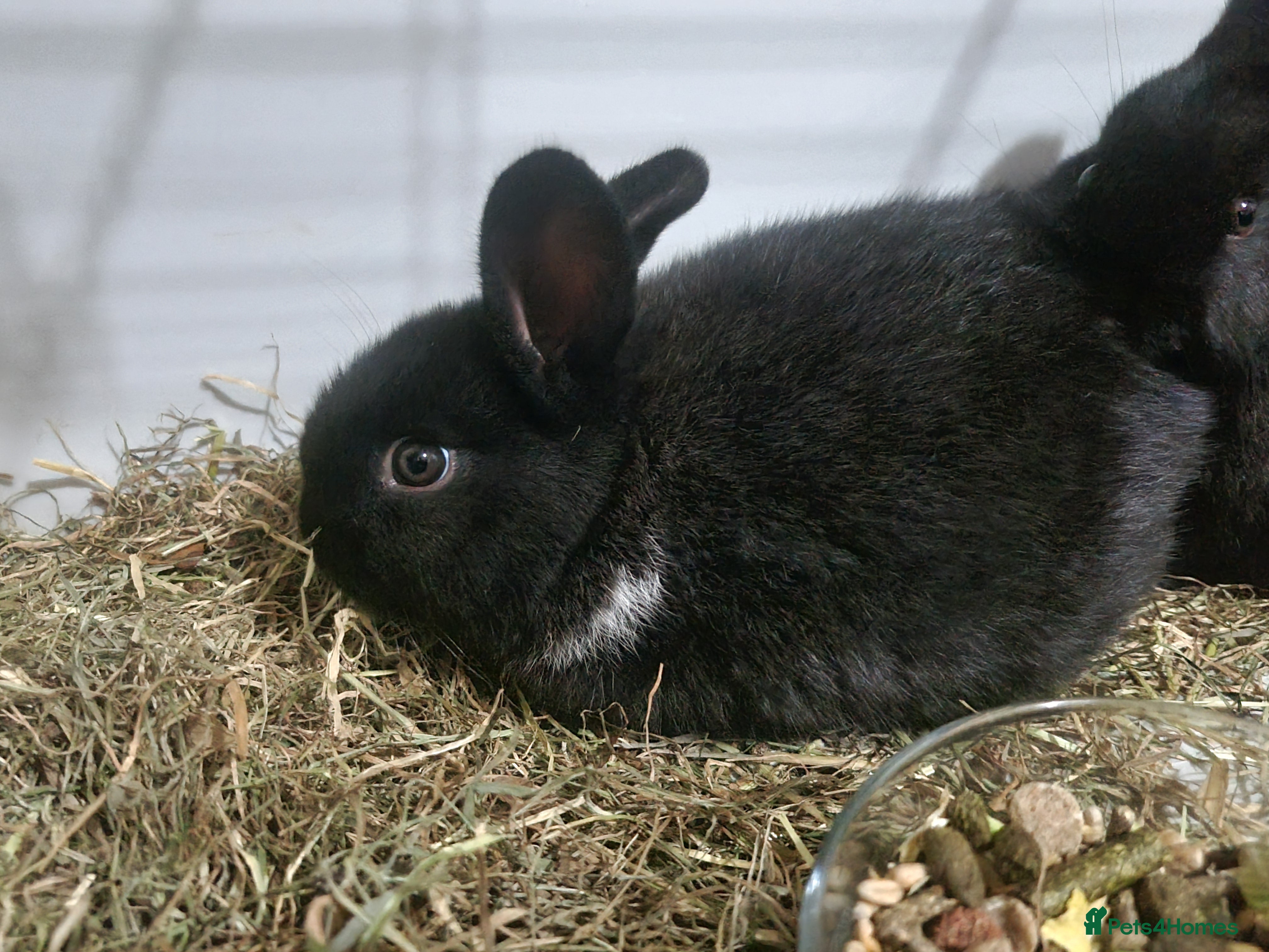 Mixed Breed rabbits 2 baby rabbits available  - Advert 1