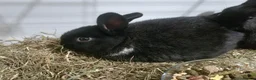 Mixed Breed rabbits for sale: 2 baby rabbits available  - Advert 1