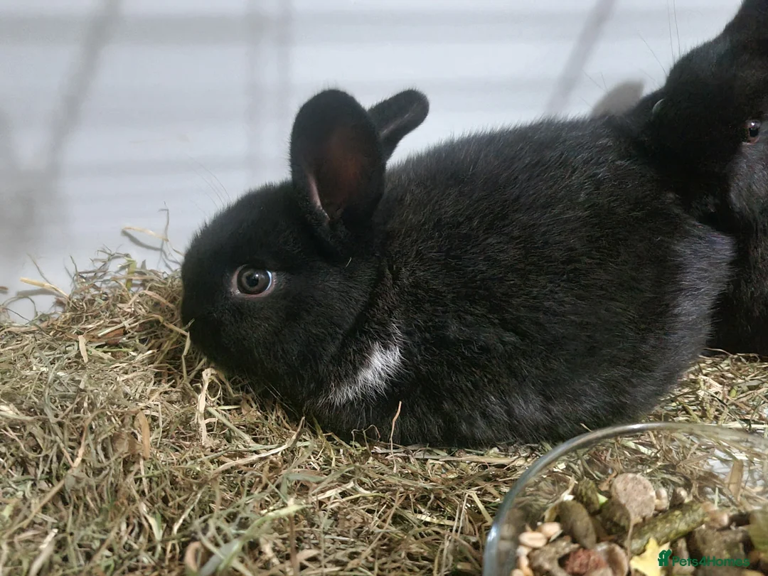Mixed Breed rabbits for sale: 2 baby rabbits available  - Advert 1