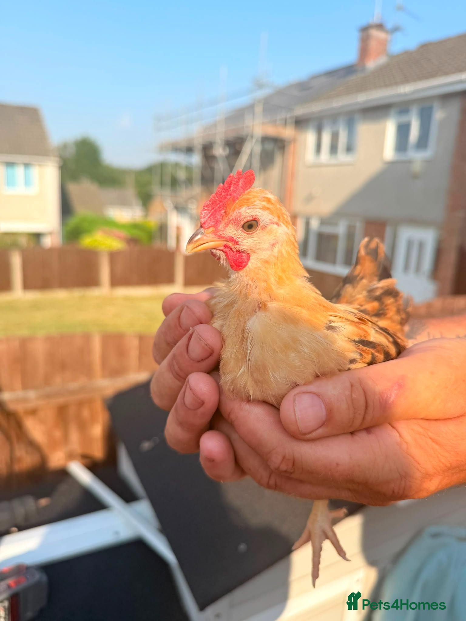 Chickens poultry 2 Serama chickens - Advert 18