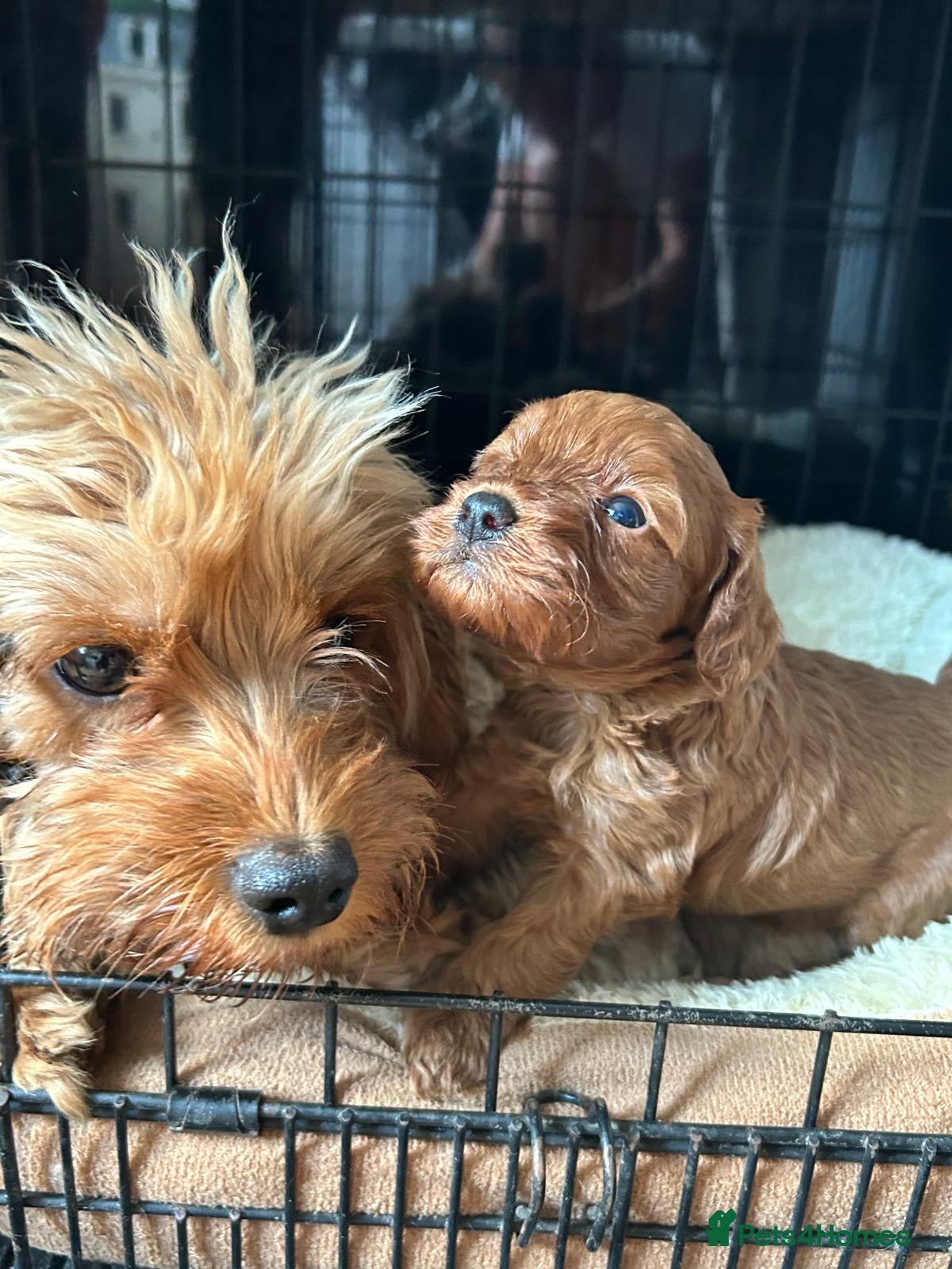 Cavapoo dogs Toy Cavapoo pups  - Advert 1