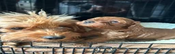 Cavapoo dogs for sale: Toy Cavapoo pups  - Advert 1