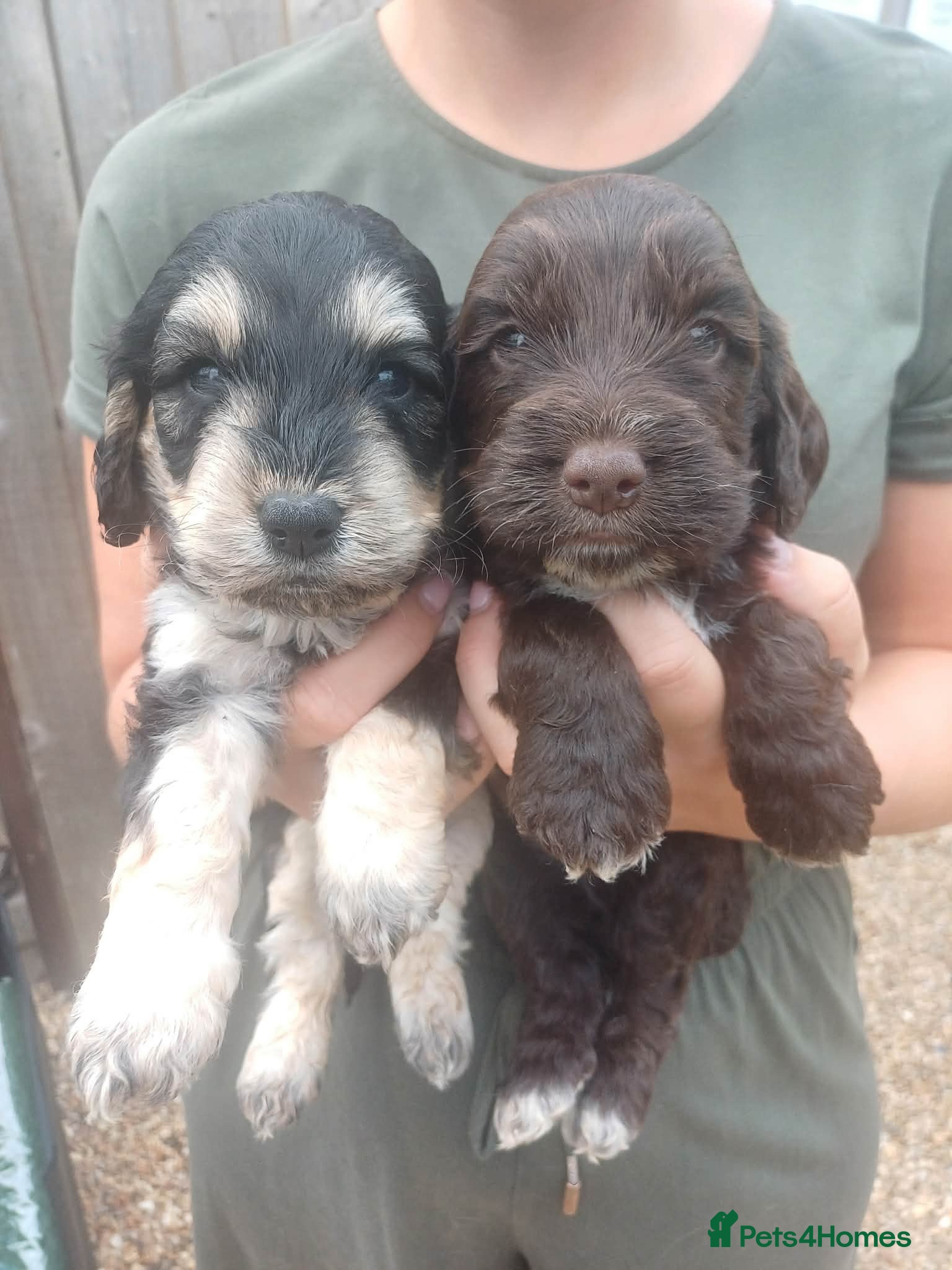 Cockapoo dogs Cockapoo puppy’s for sale  - Advert 17