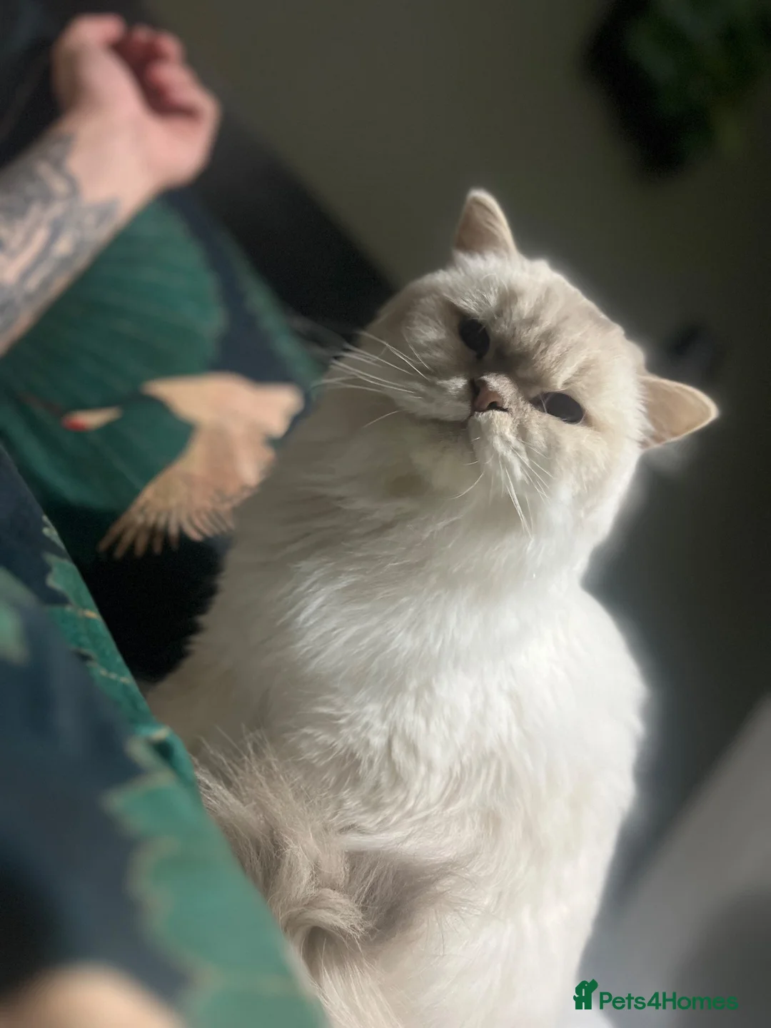 Mixed Breed cats for sale: 2 gorgeous boys ( Timmy & Bluey )  - Advert 5
