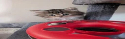 British Shorthair cats for sale: British short hair  - Advert 6